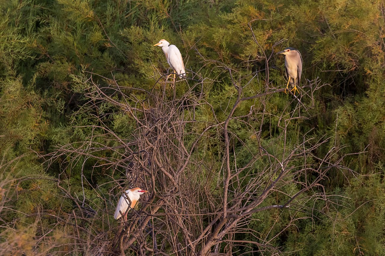 Garcillas bueyeras y martinete