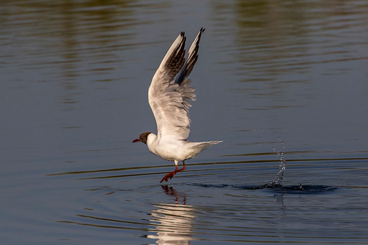 Gaviota reidora