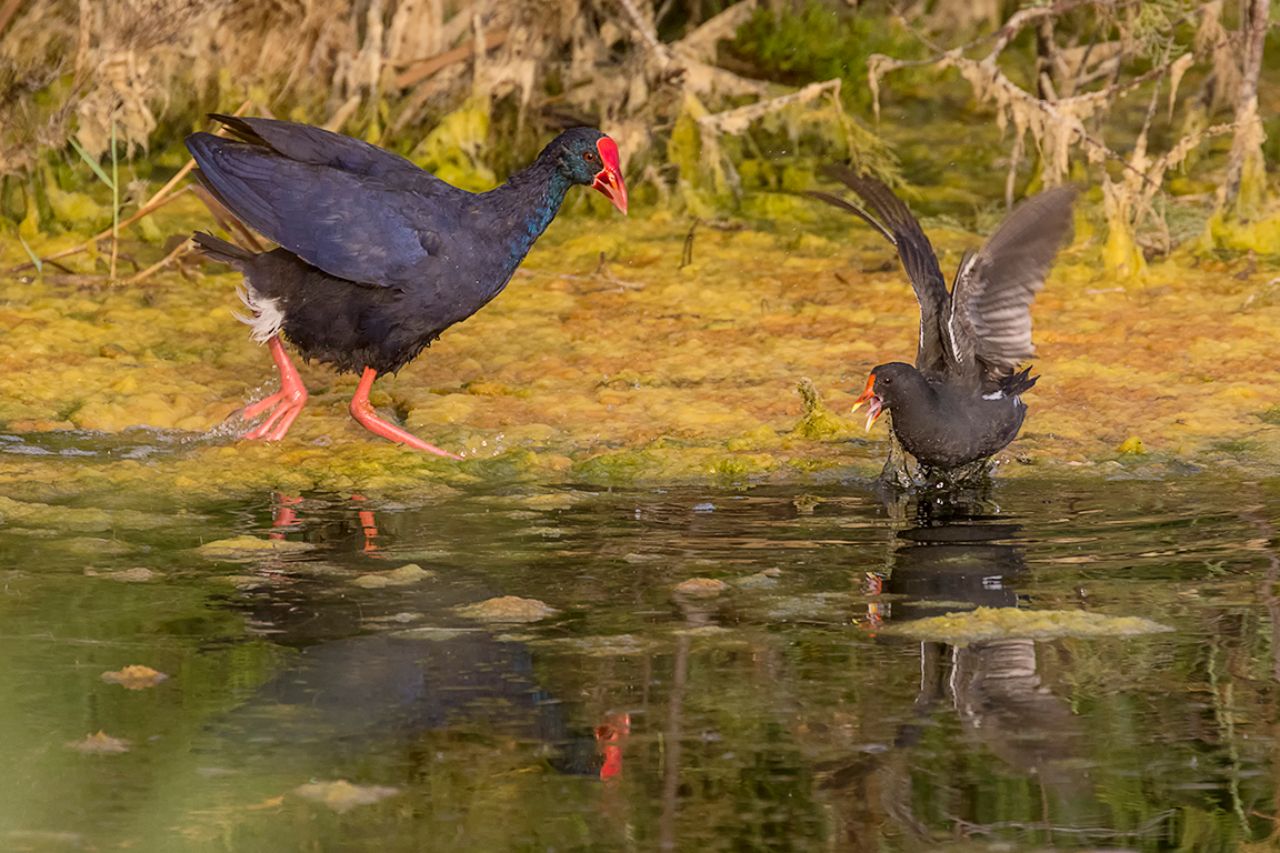 Calamón y gallineta