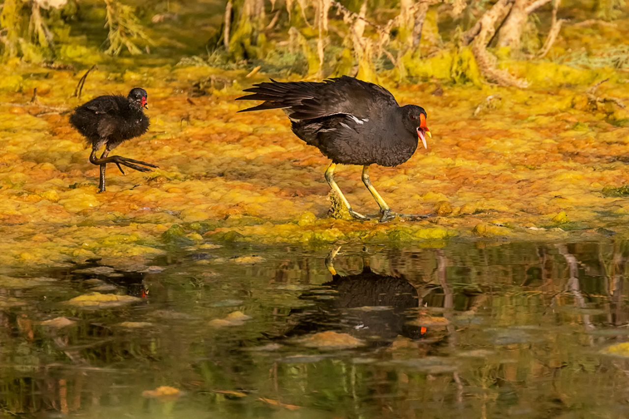 Gallineta y polluelo