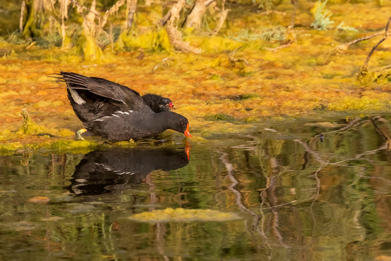 Gallineta y polluelo