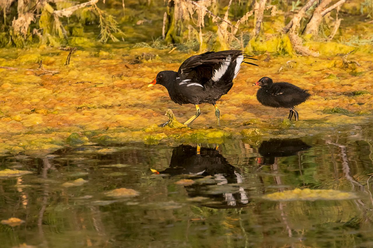 Gallineta y polluelo