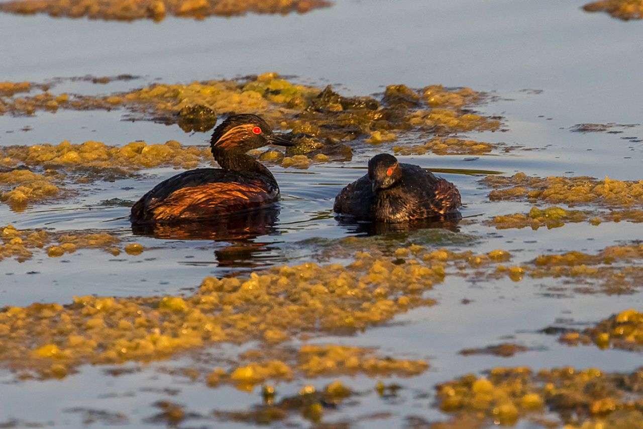 Zampullín cuellinegro