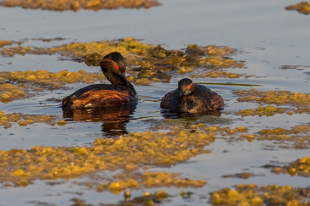 Zampullín cuellinegro