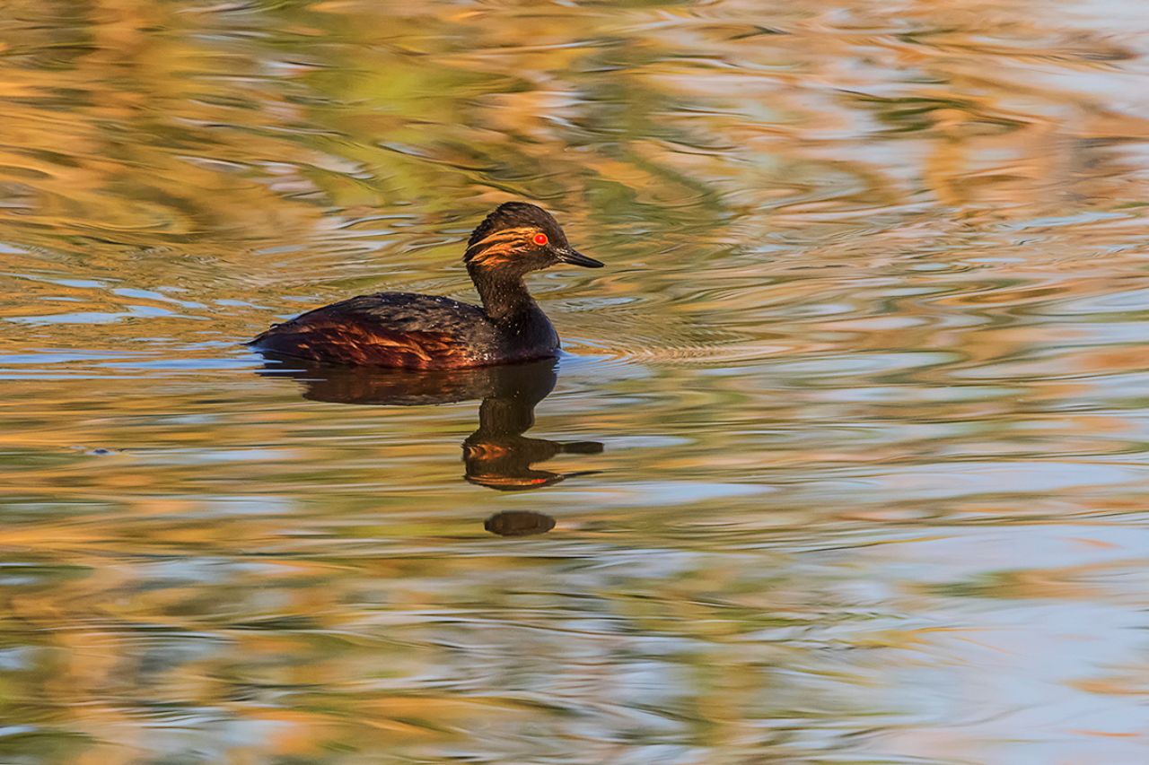 Zampullín cuellinegro