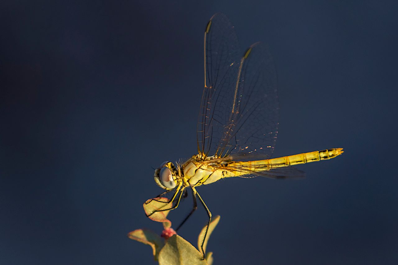Simpetrum fonscolombii
