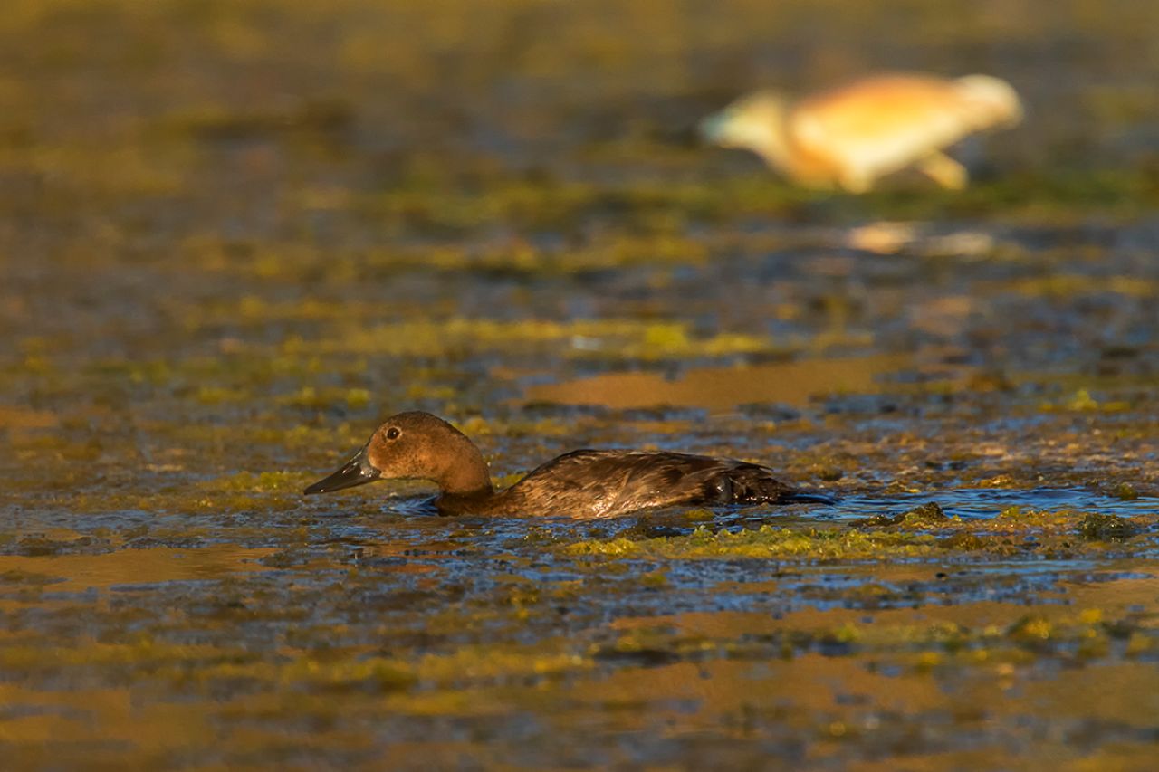 Porrón con cangrejera