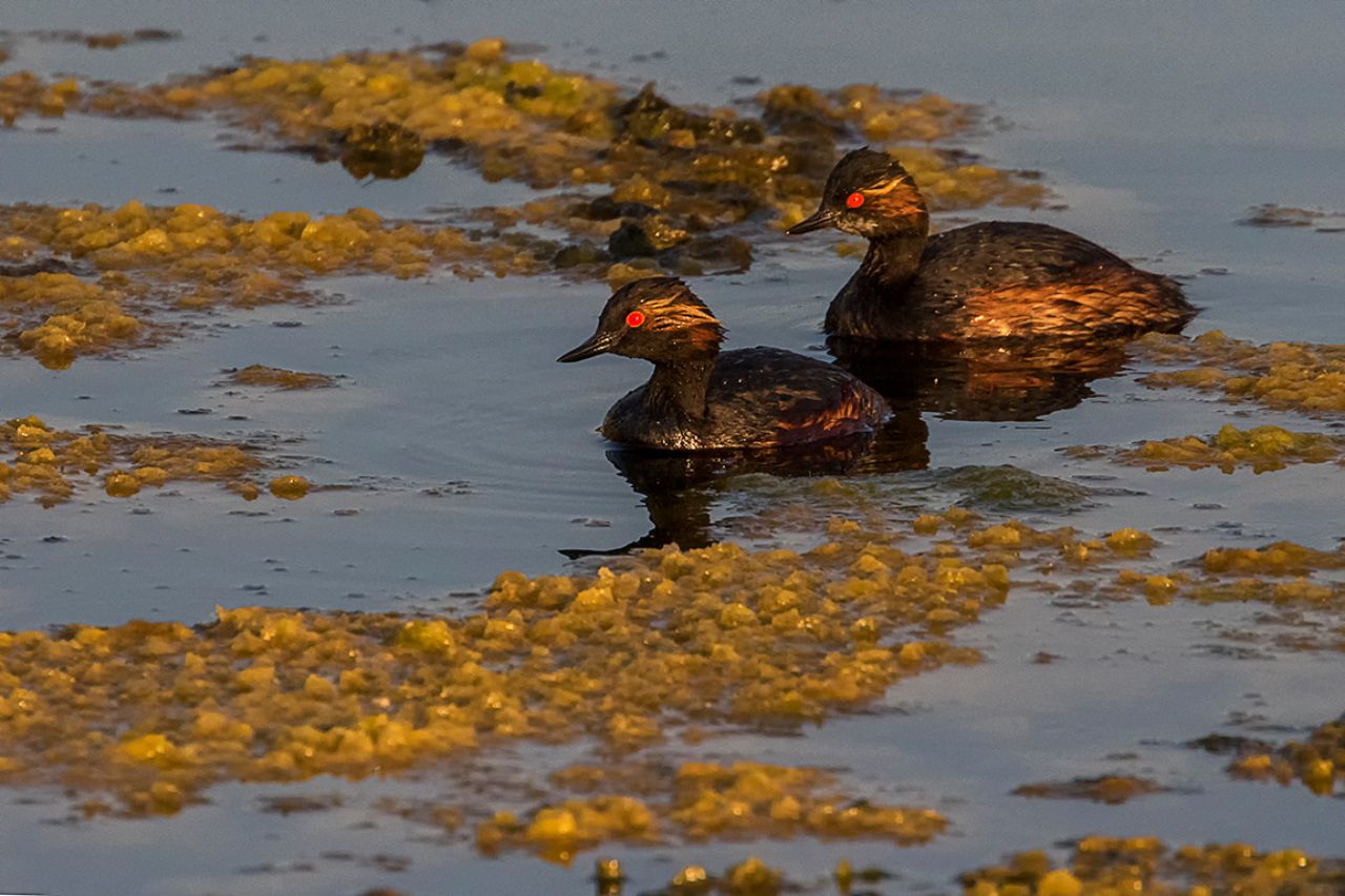 Zampullín cuellinegro