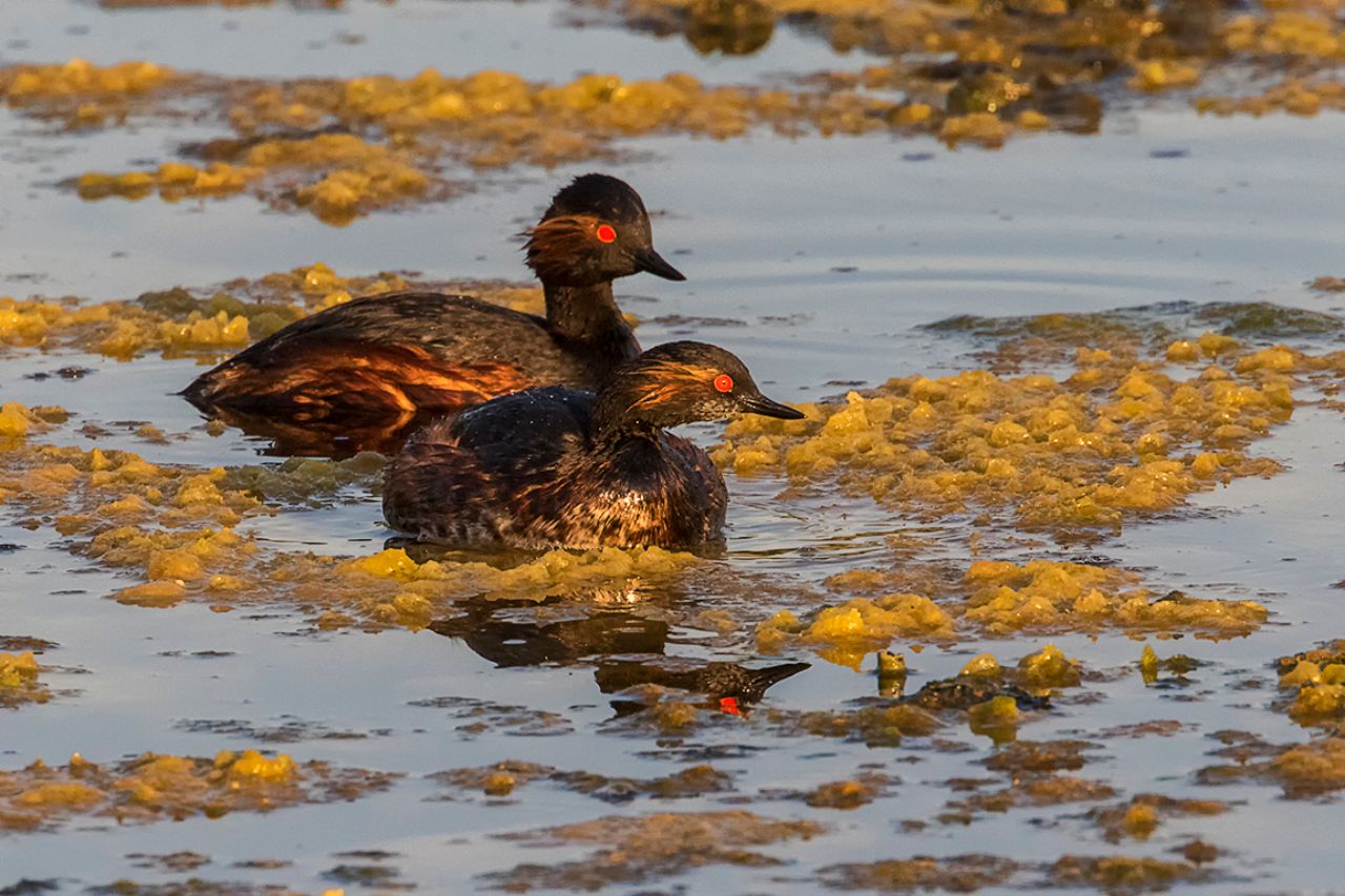 Zampullín cuellinegro