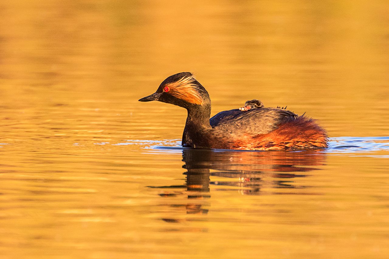 Zampullín cuellinegro