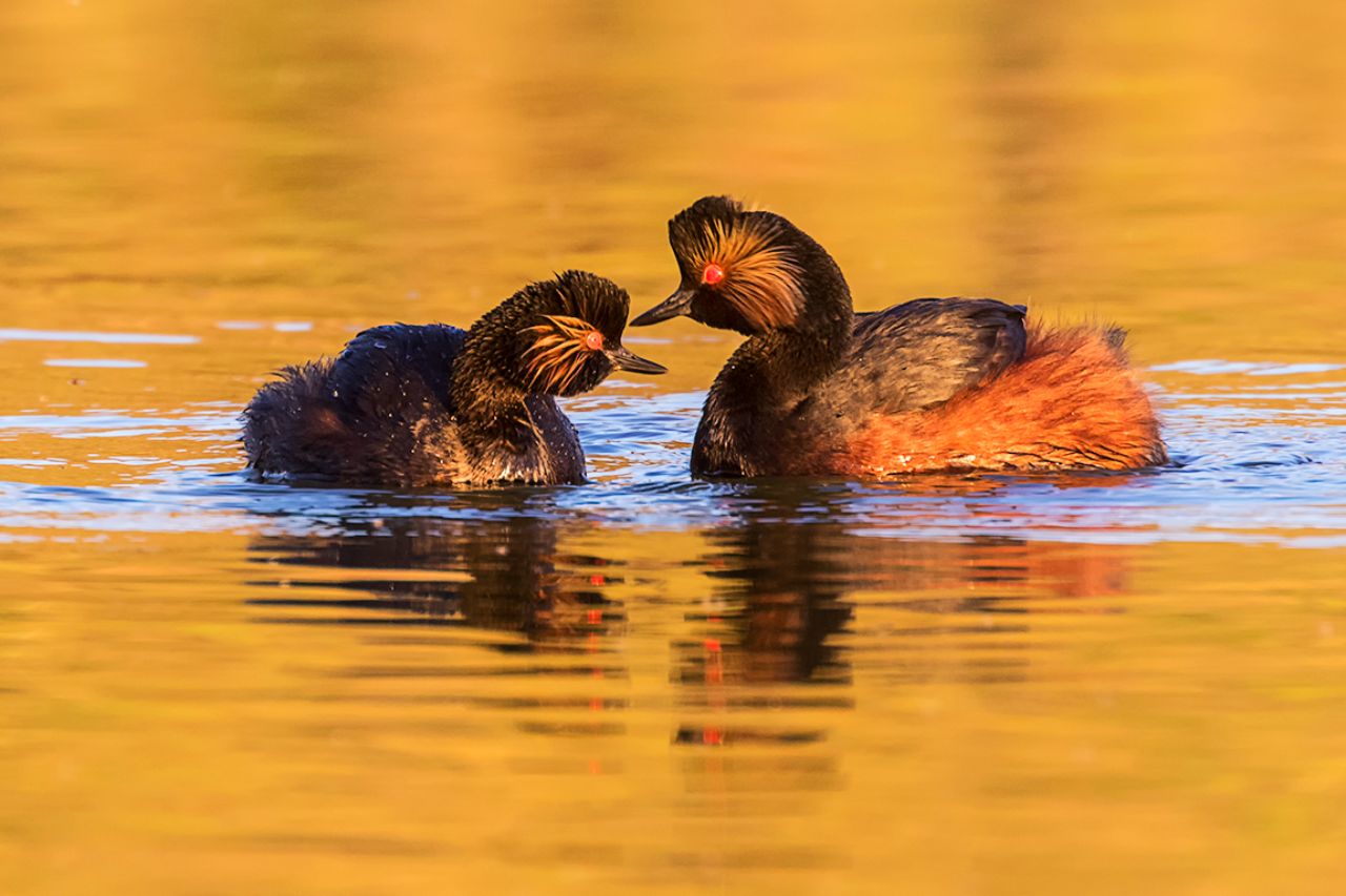 Zampullín cuellinegro
