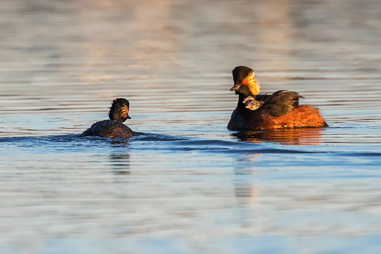 Zampullín cuellinegro