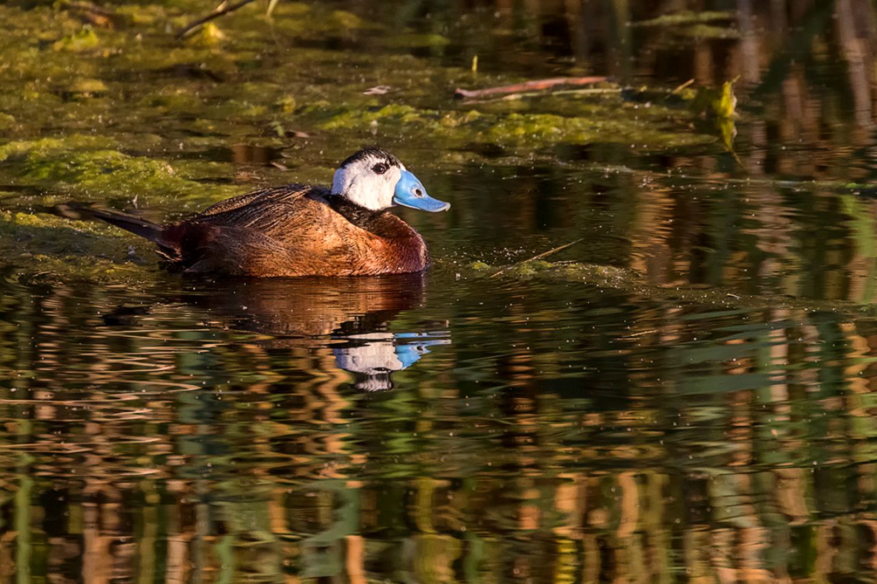 Malvasía cabeciblanca m.
