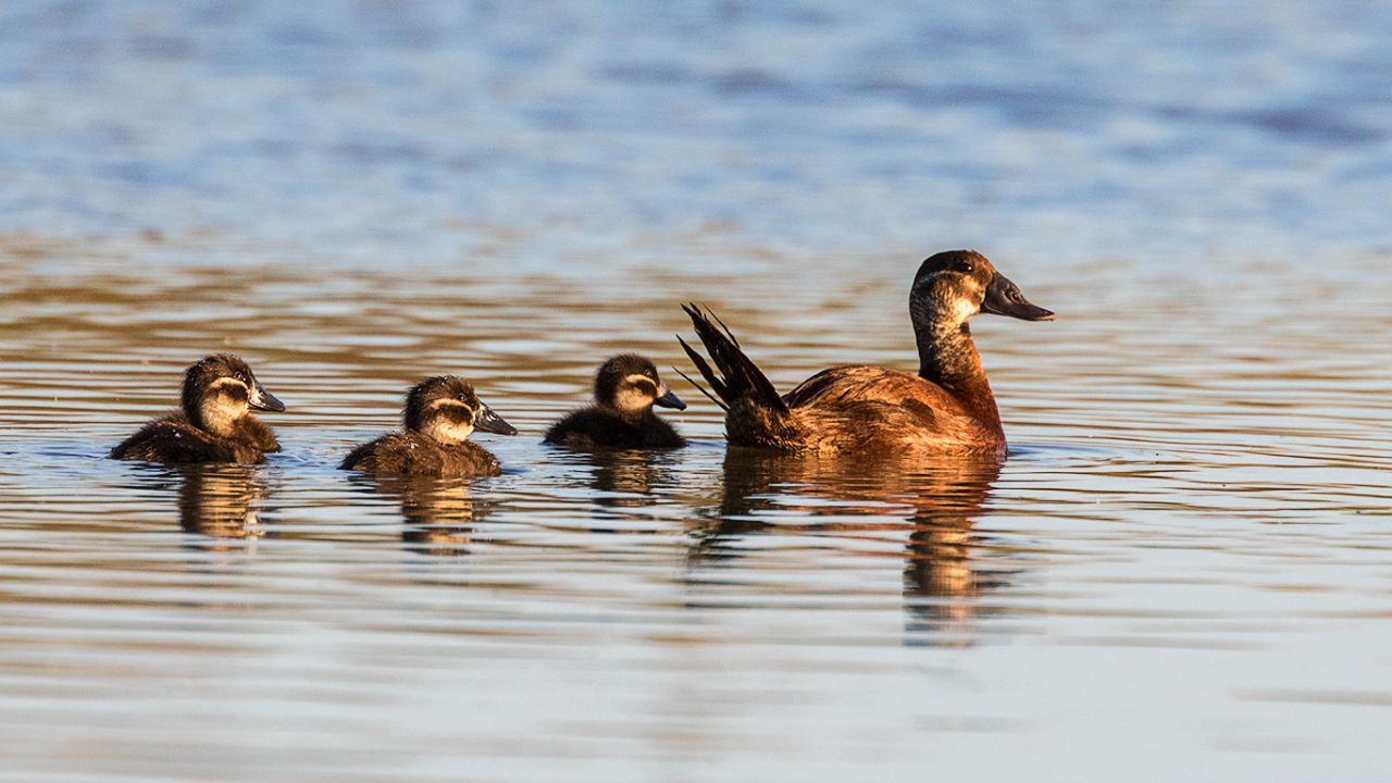 Malvasía cabeciblanca