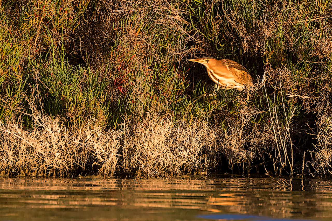 Hembra de avetorillo