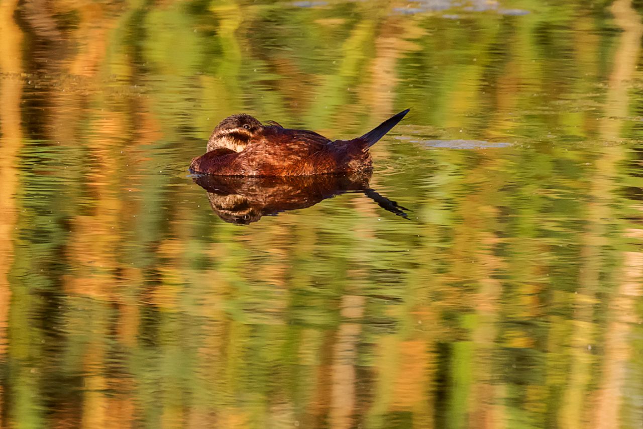 Malvasía cabeciblanca