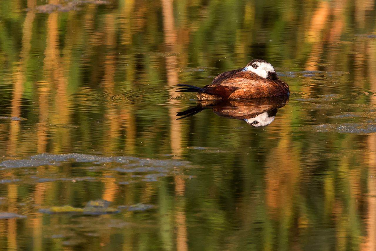 Malvasía cabeciblanca