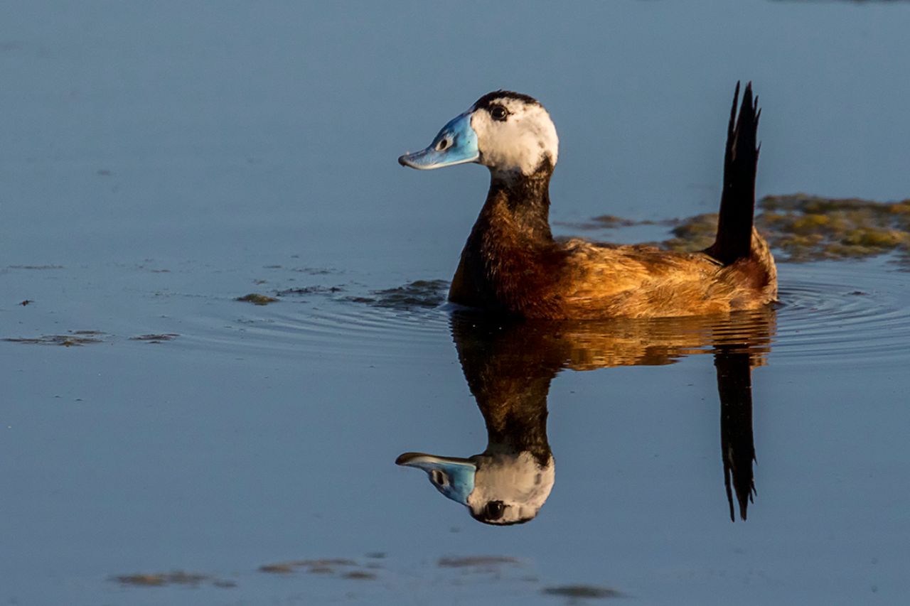 Malvasía cabeciblanca