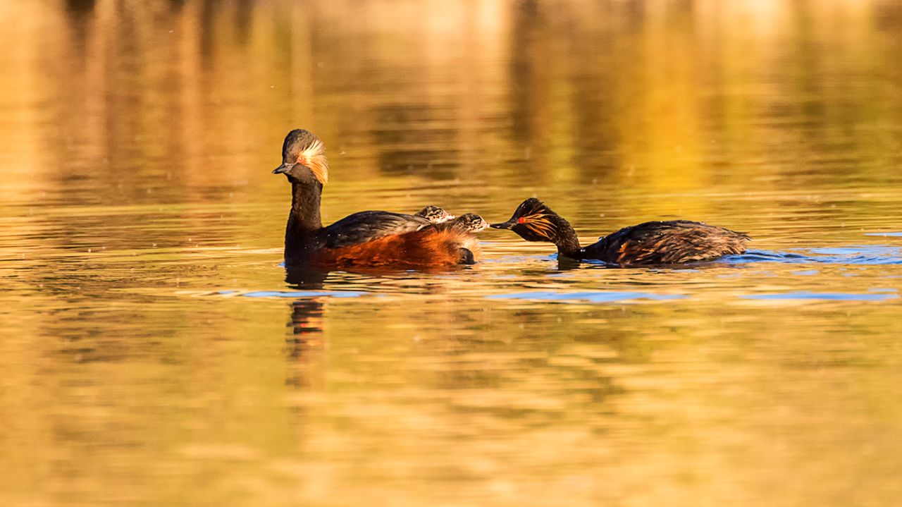 Zampullín cuellinegro