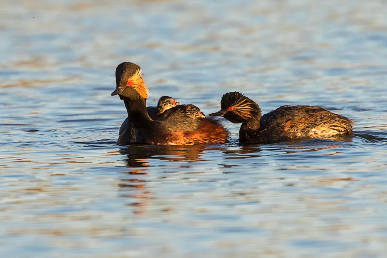 Zampullín cuellinegro