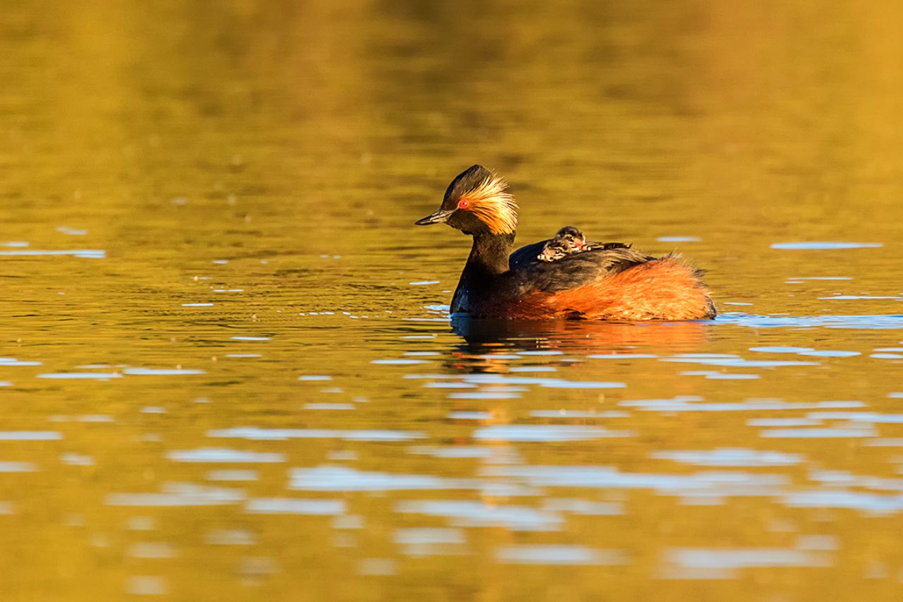 Zampullín cuellinegro