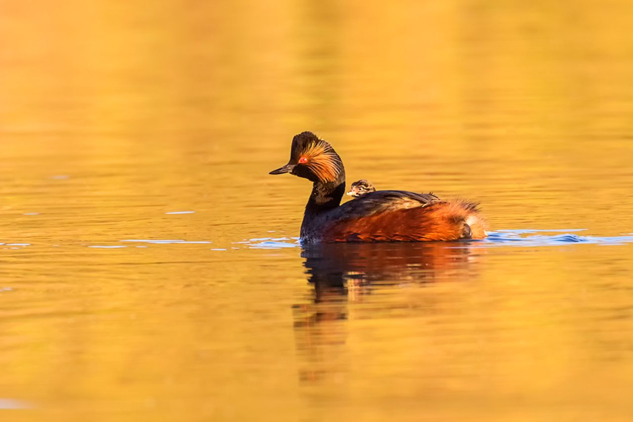 Zampullín cuellinegro