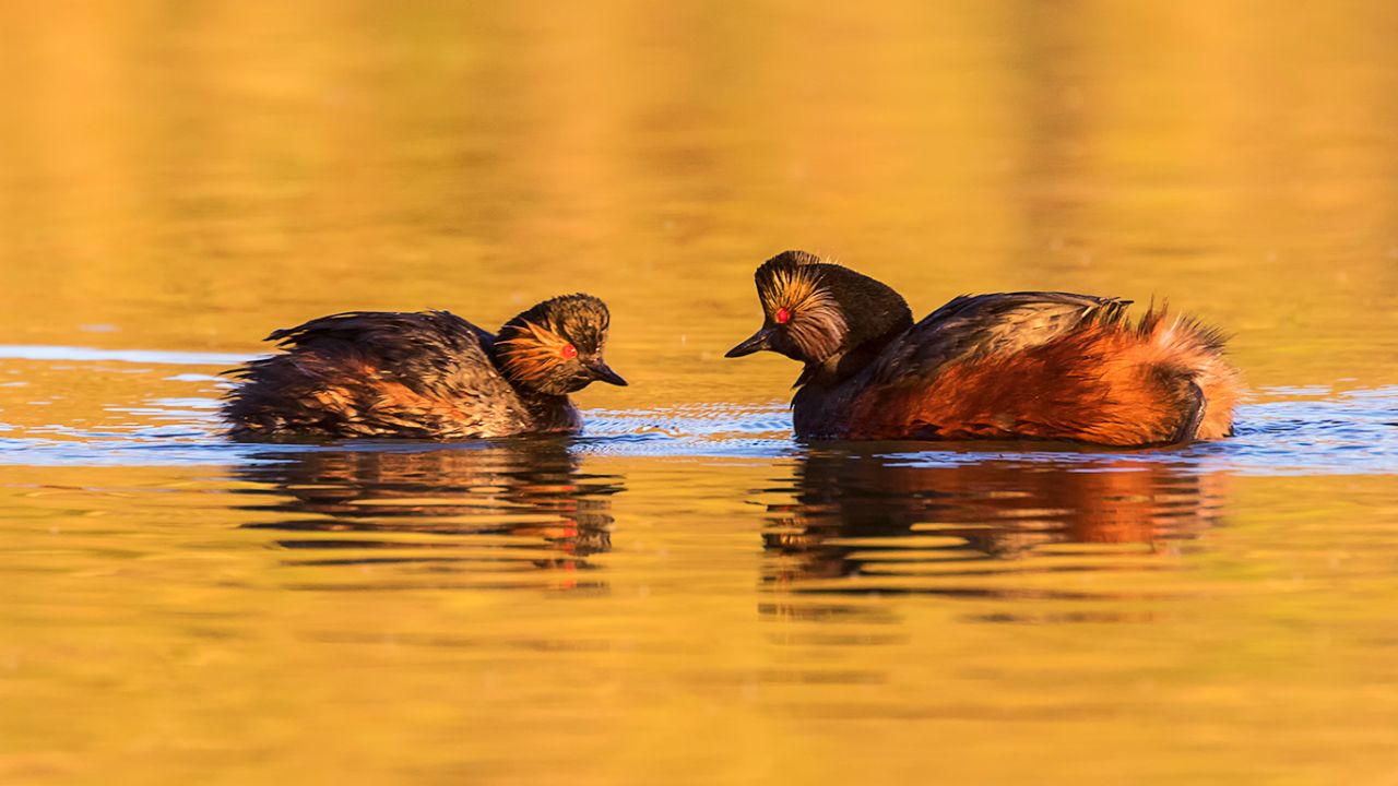 Zampullín cuellinegro