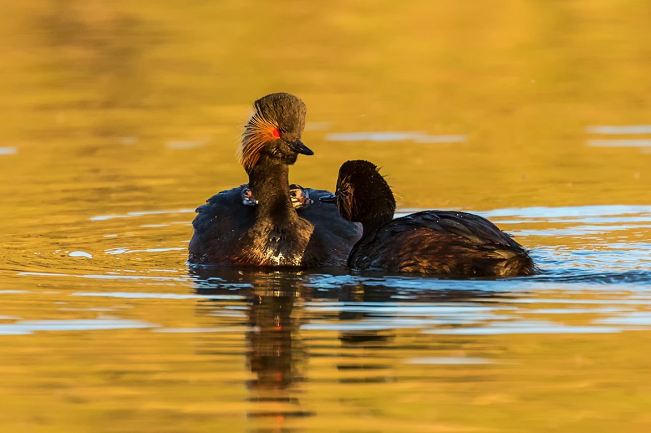 Zampullín cuellinegro