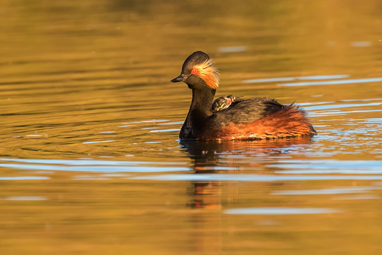 Zampullín cuellinegro