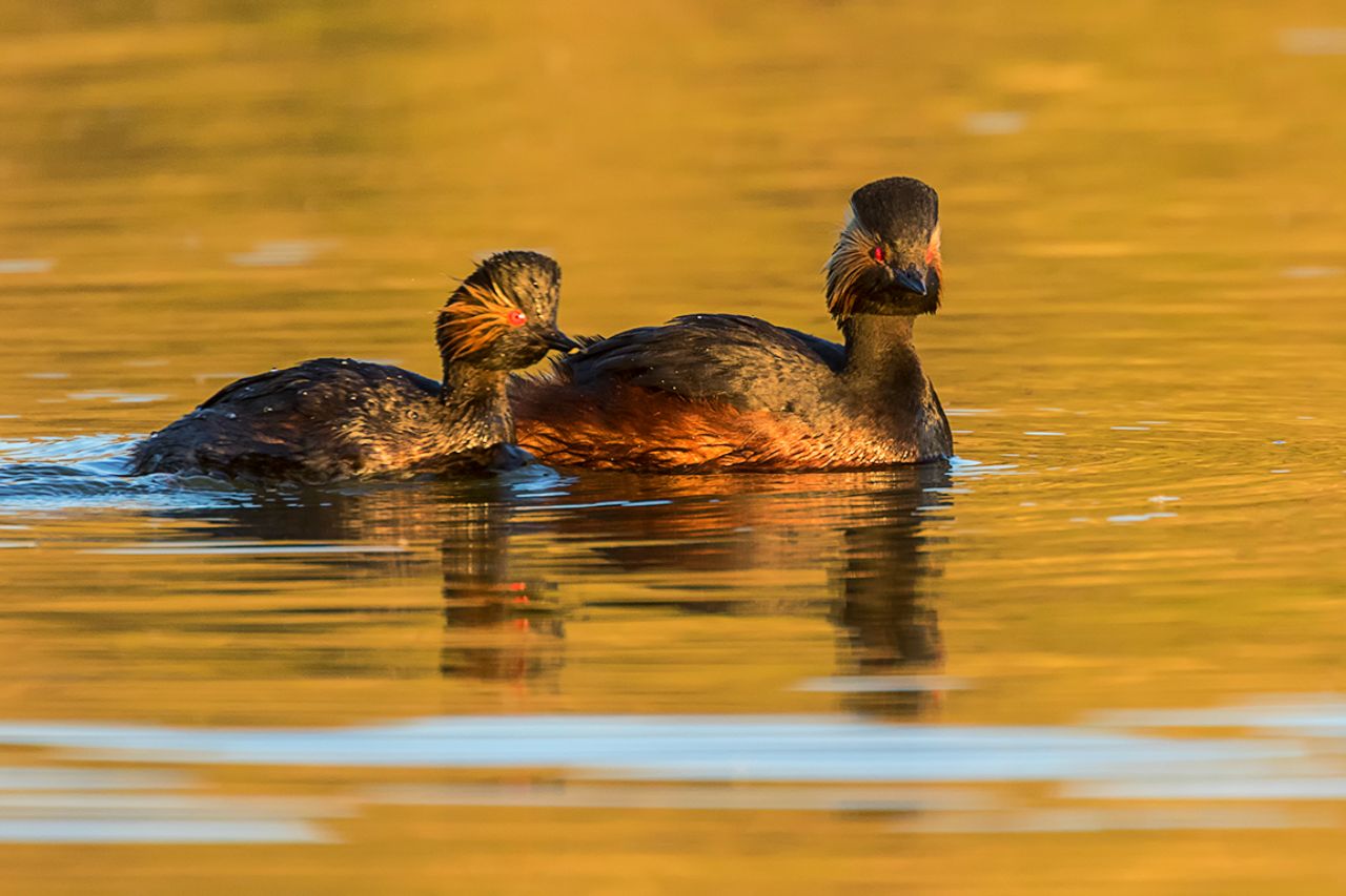 Zampullín cuellinegro