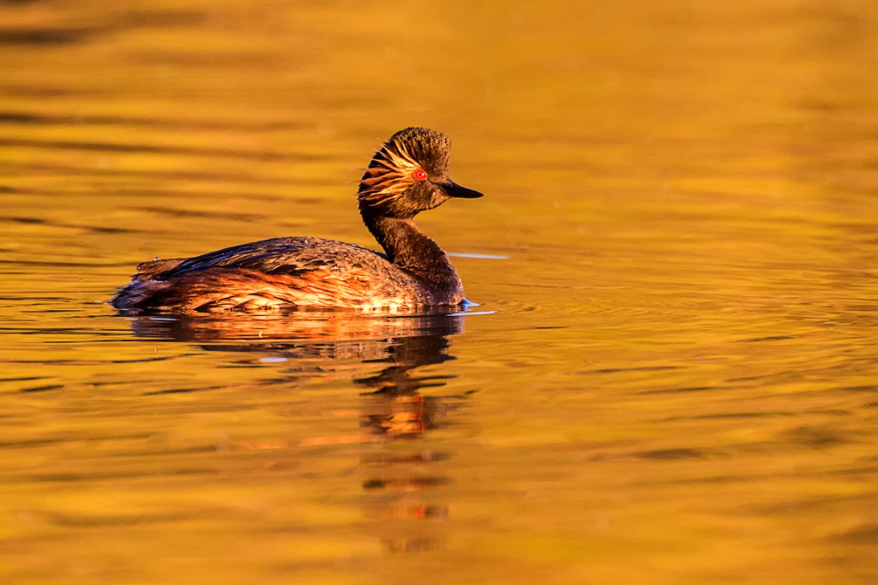 Zampullín cuellinegro
