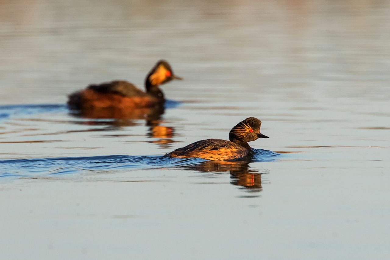 Zampullín cuellinegro