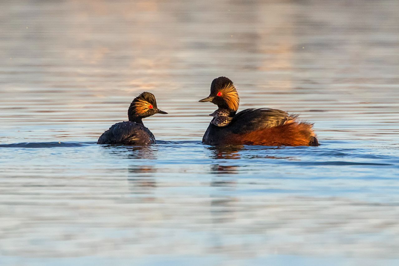 Zampullín cuellinegro