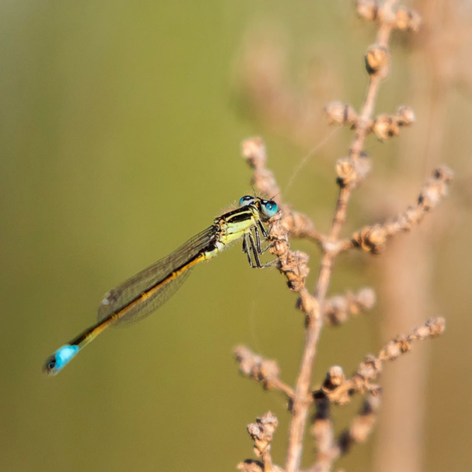 Caballito del diablo