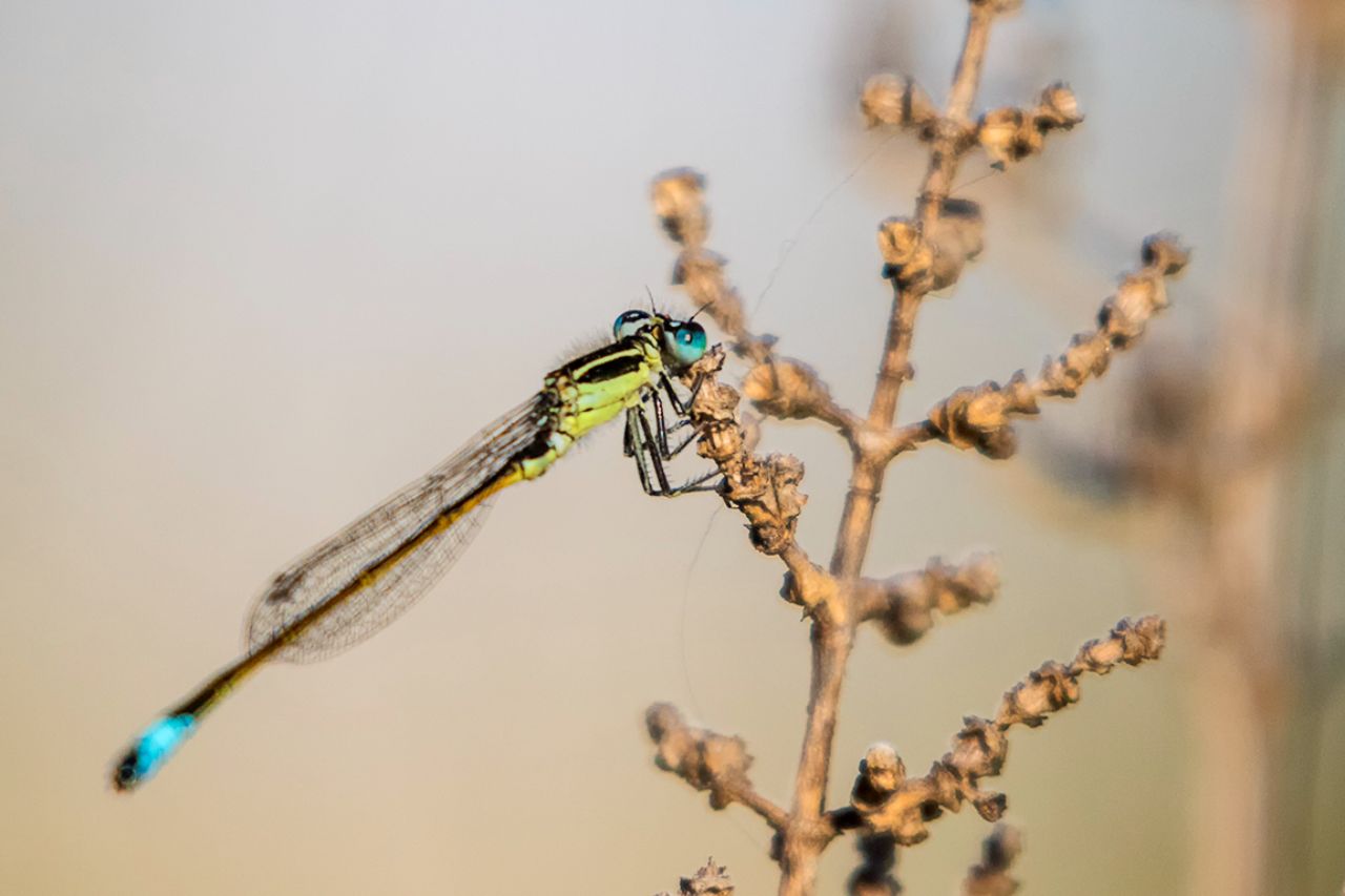 Caballito del diablo