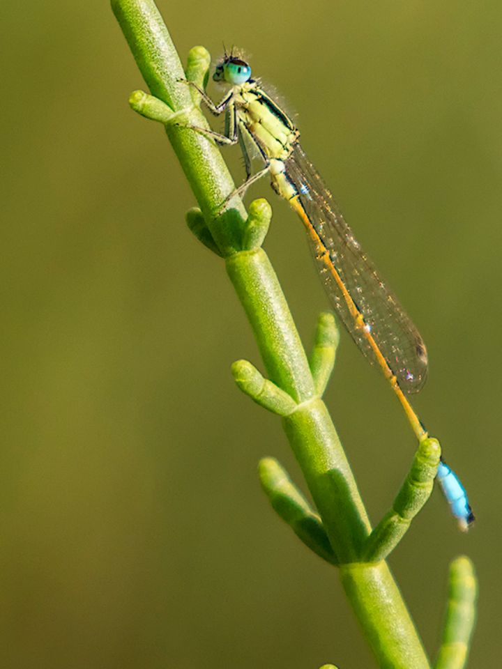 Caballito del diablo