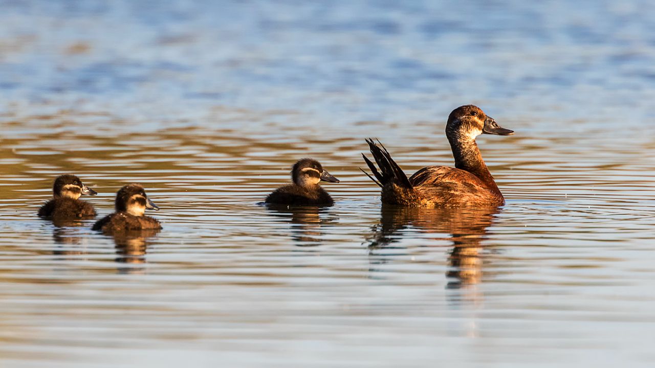 Malvasía cabeciblanca