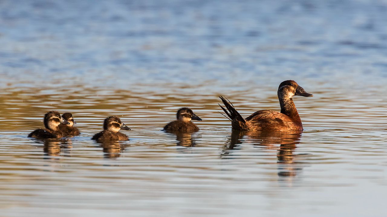 Malvasía cabeciblanca