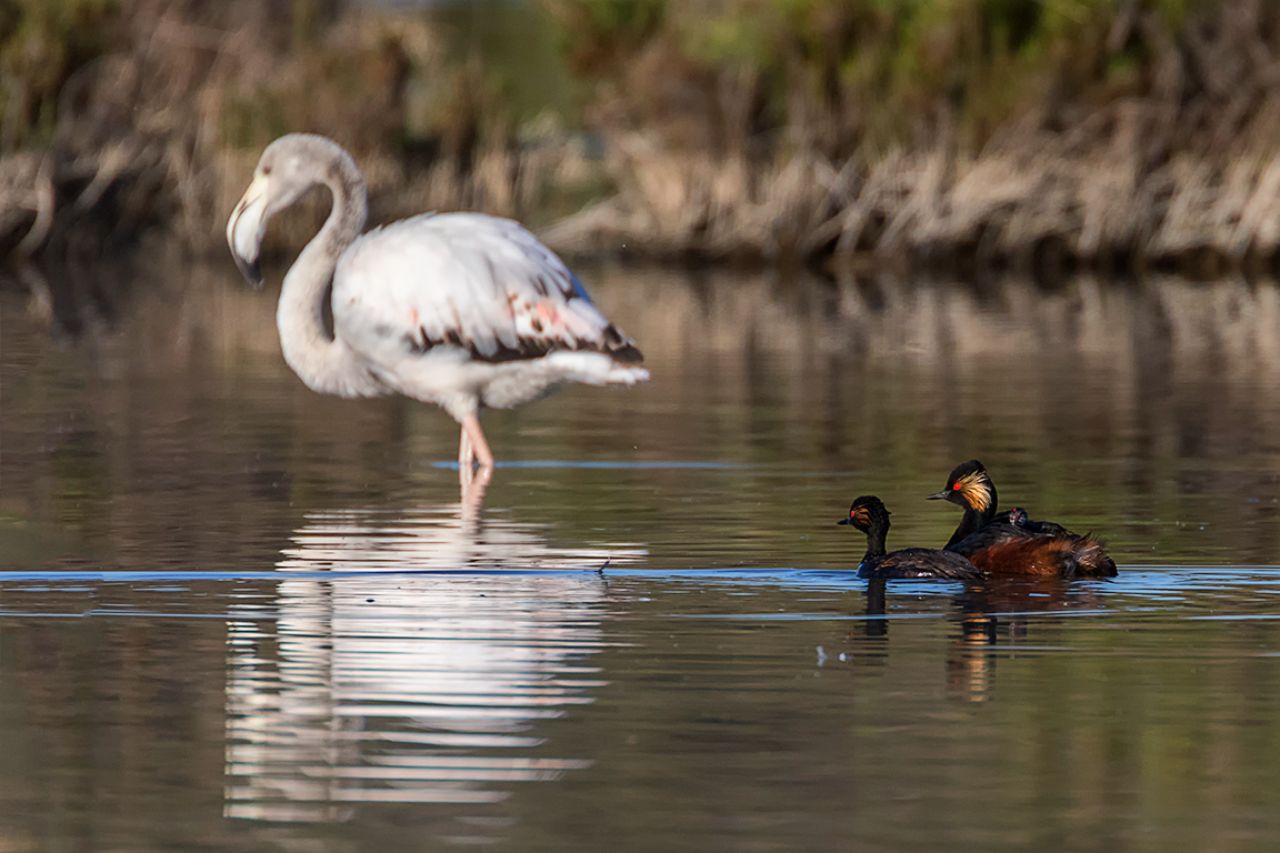 Zampullines y flamenco