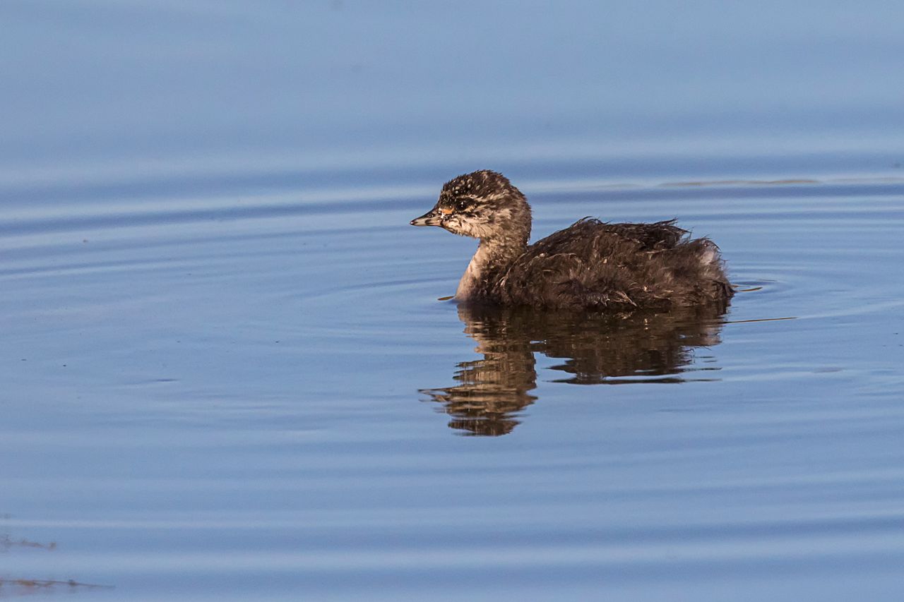 Zampullín cuellinegro