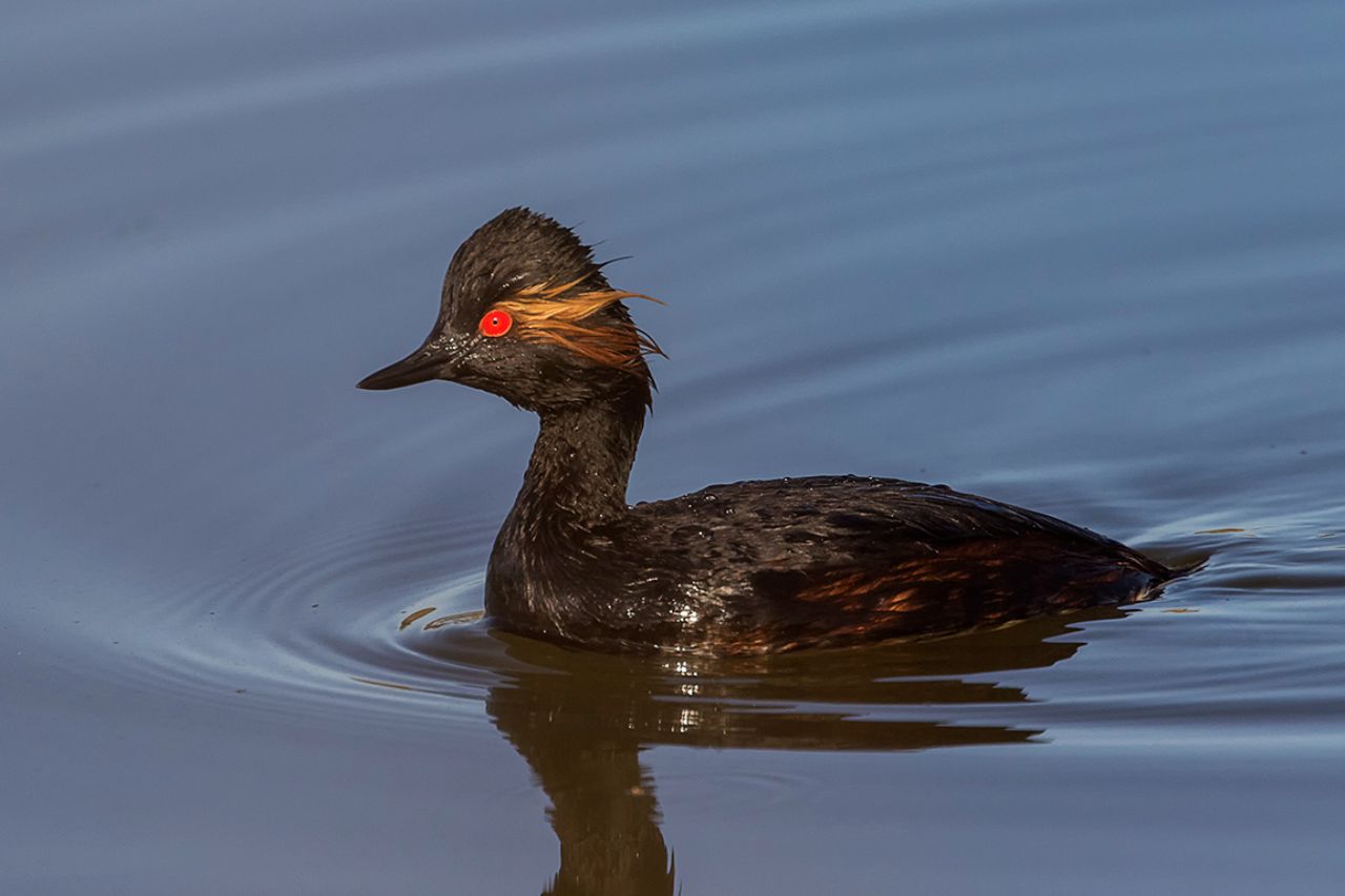 Zampullín cuellinegro