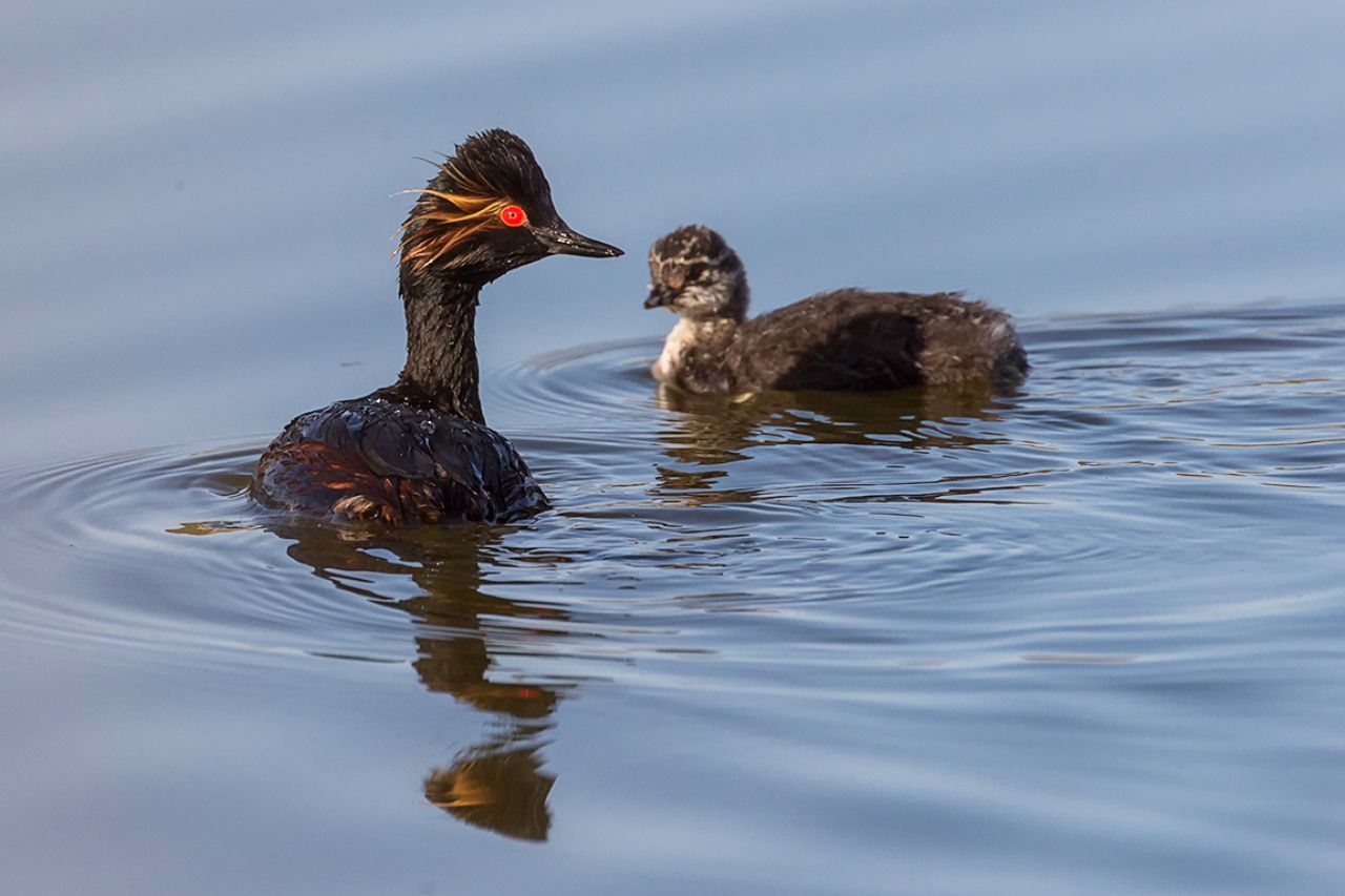 Zampullín cuellinegro