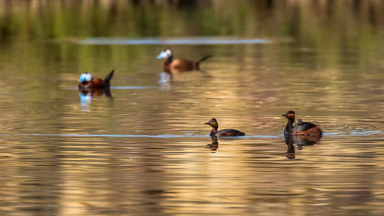 Malvasías y zampullines