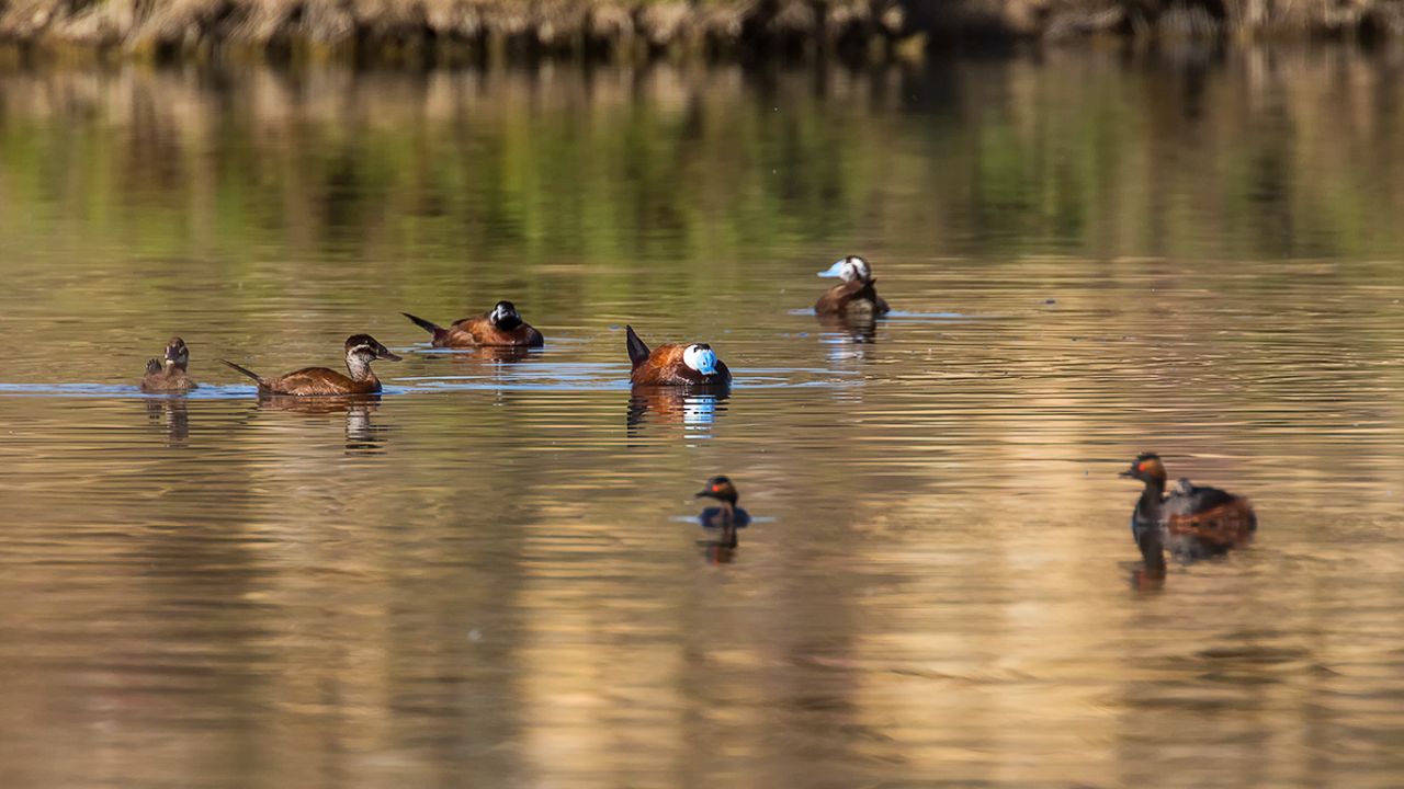 Malvasías y zampullines