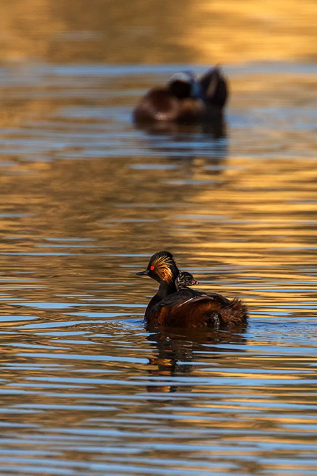Zampullín cuellinegro