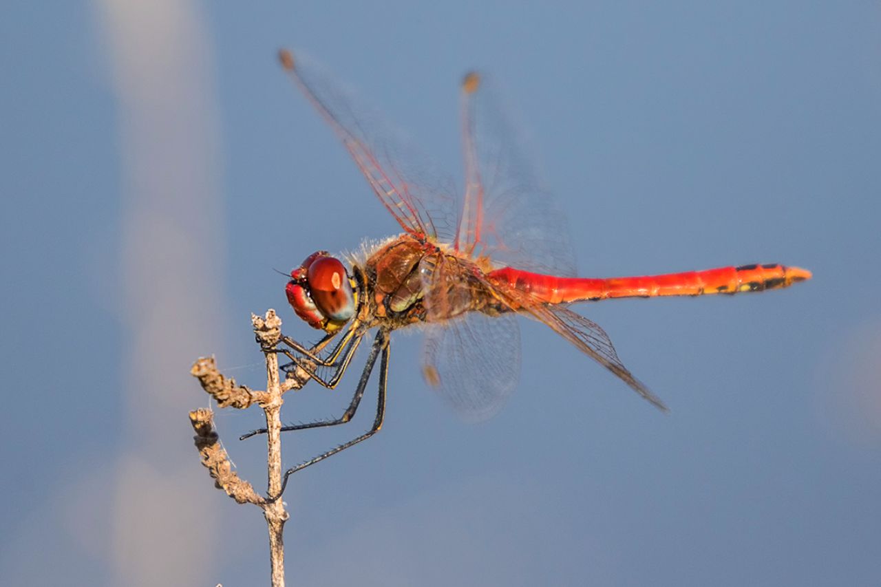 Sympetrum fonscolombii m.