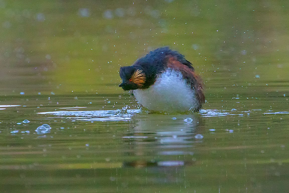 Zampullín cuellinegro en chapoteo