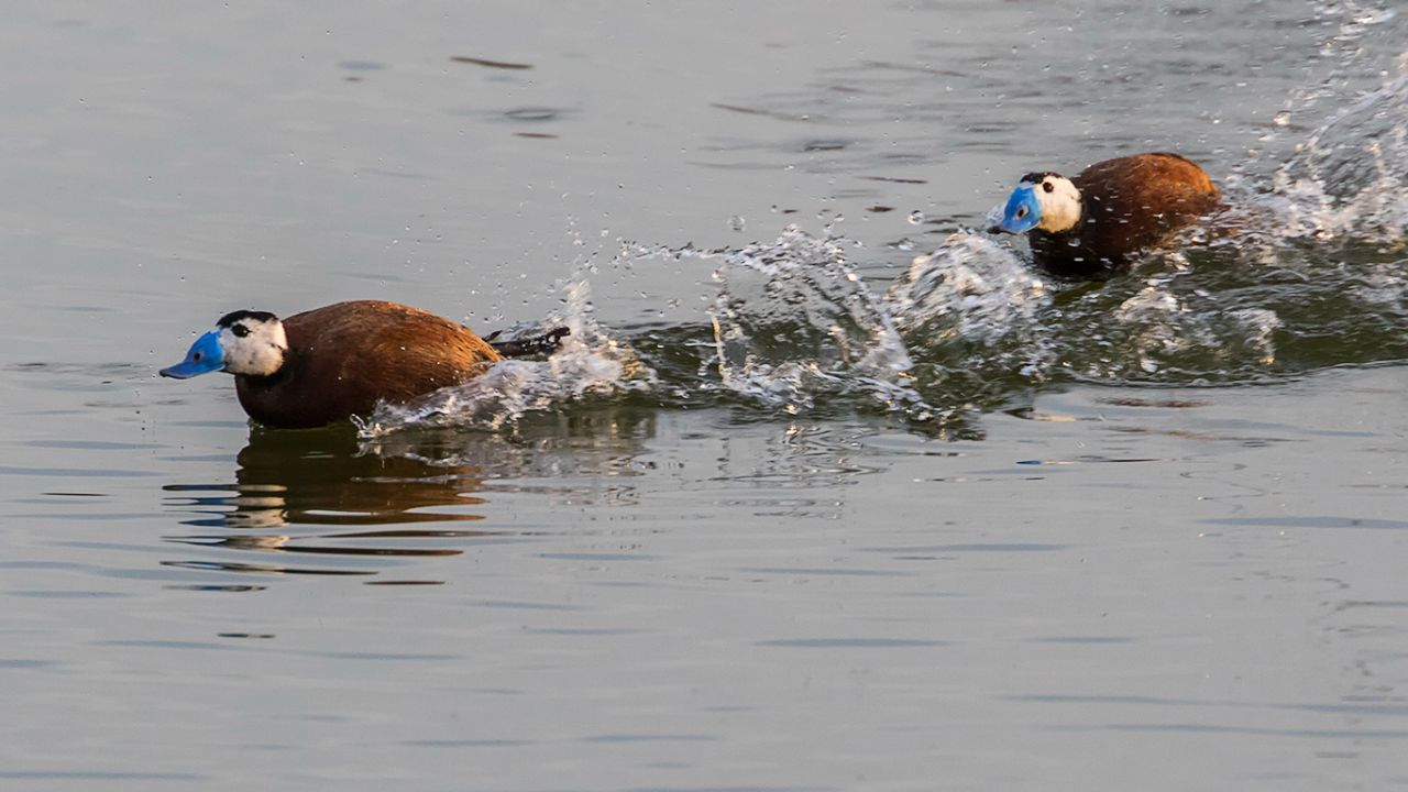 Rifi-rafes de malvasías