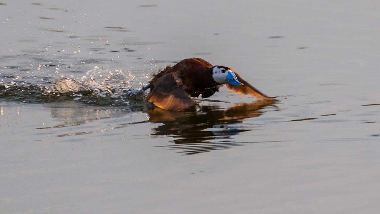 Rifi-rafes de malvasías