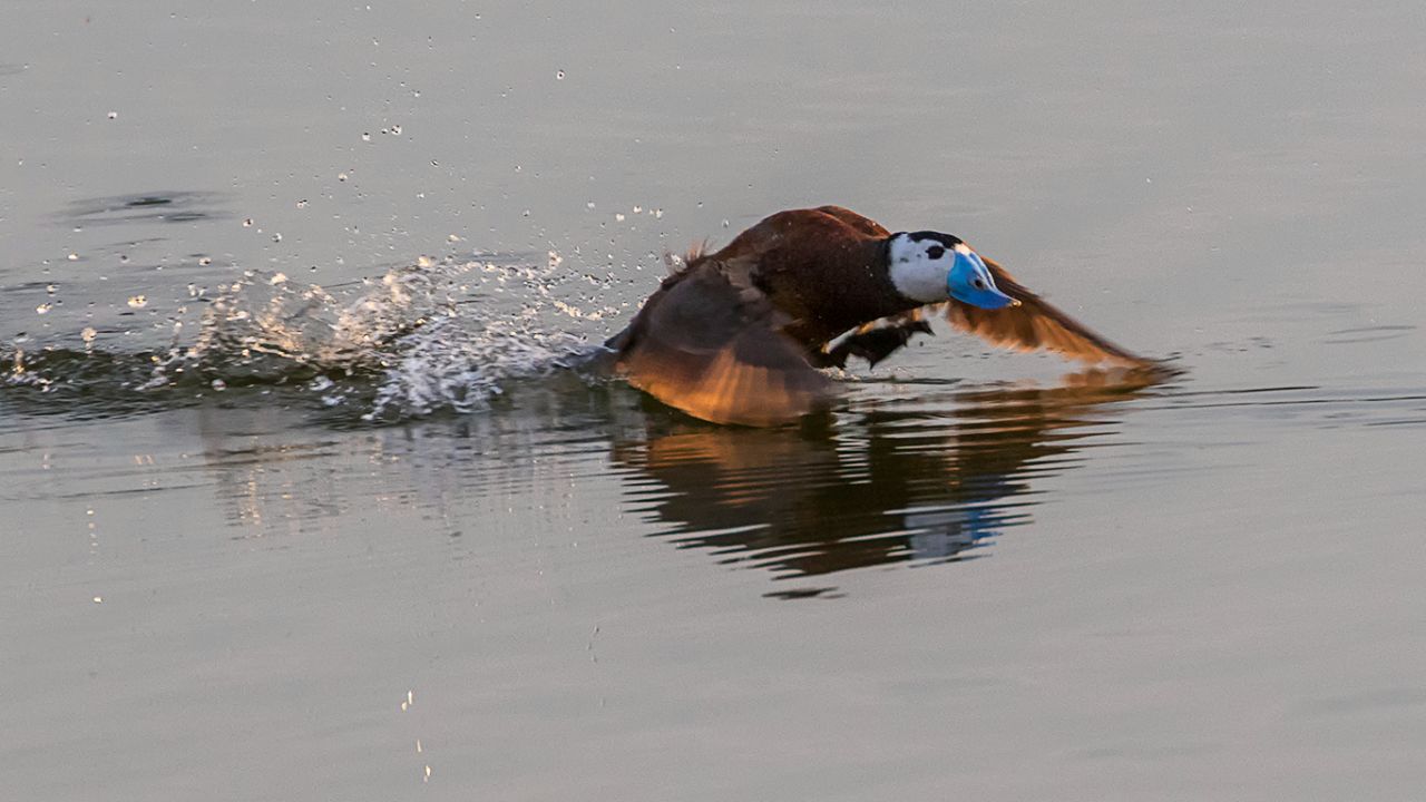 Rifi-rafes de malvasías